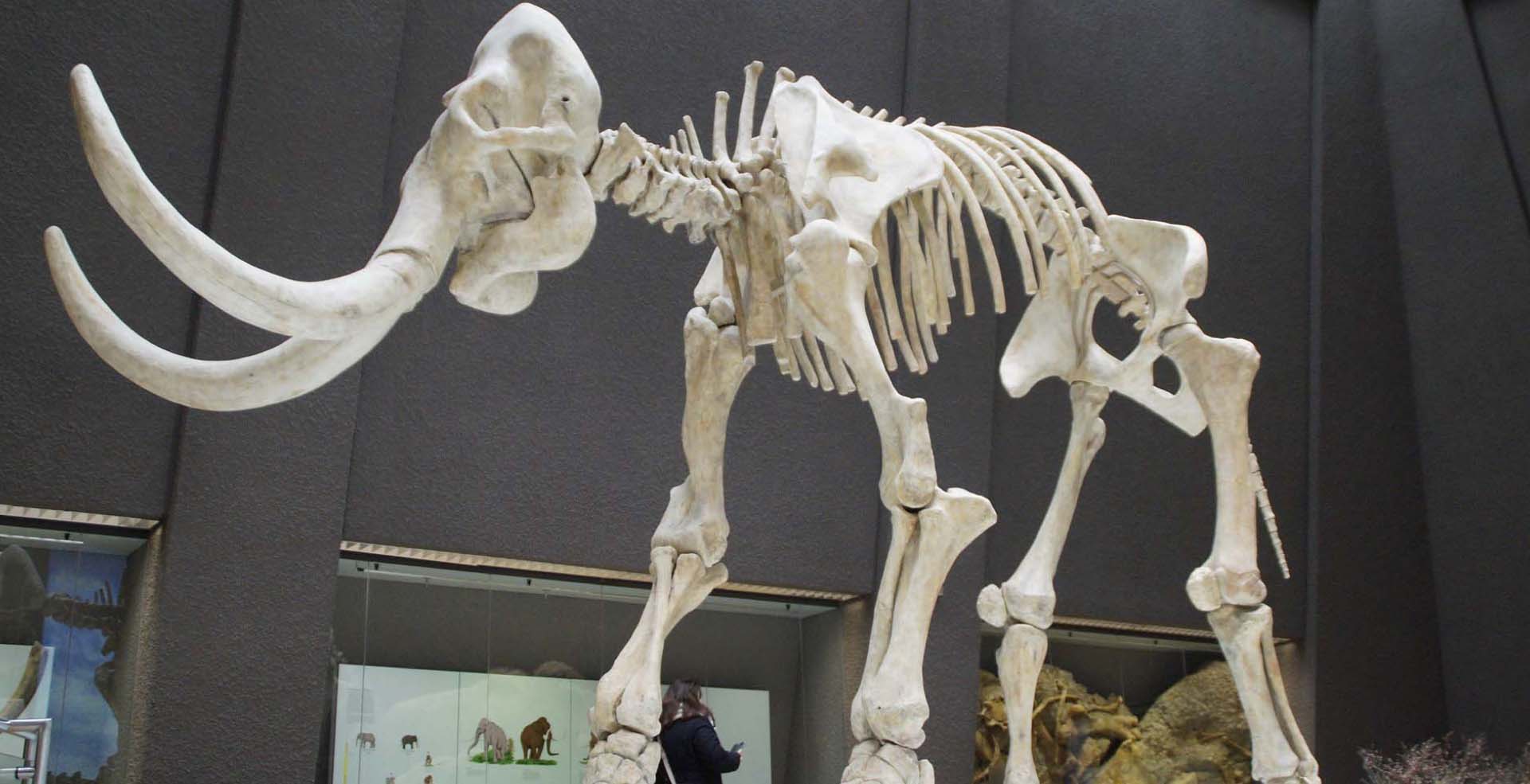 Display of mammoth skeleton