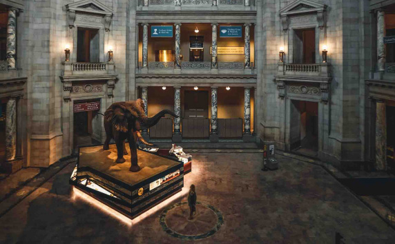 Large room with an elephant on display