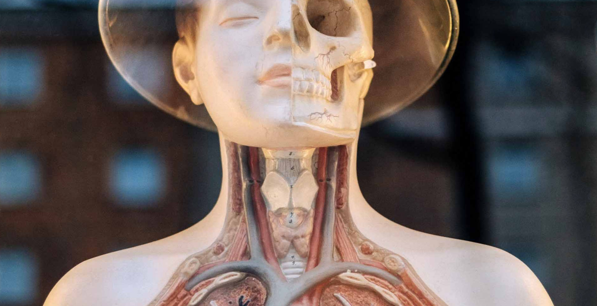 Half body human biology mannequin
